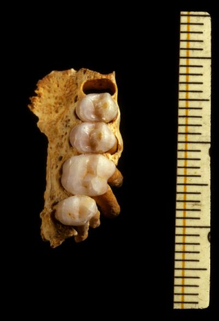 Teeth and partial palate of the extinct Jamaican monkey.